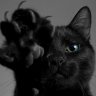 Black-Cat